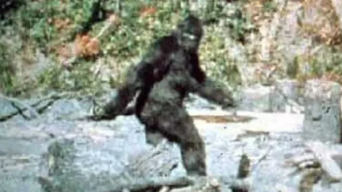 real bigfoot evidence 2022