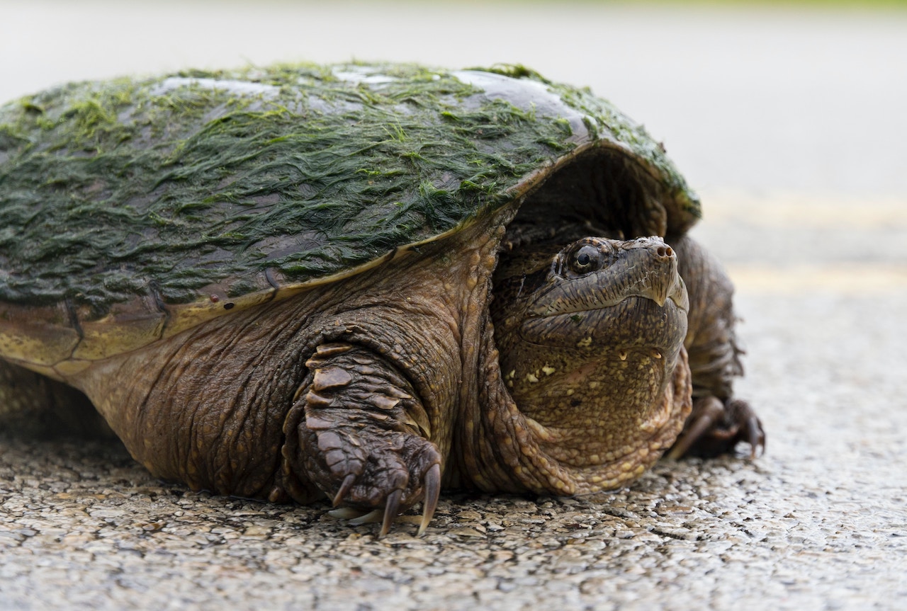 Why Did The Turtle Cross The Road To Get To Its Nesting Site The Rochester Post 0839