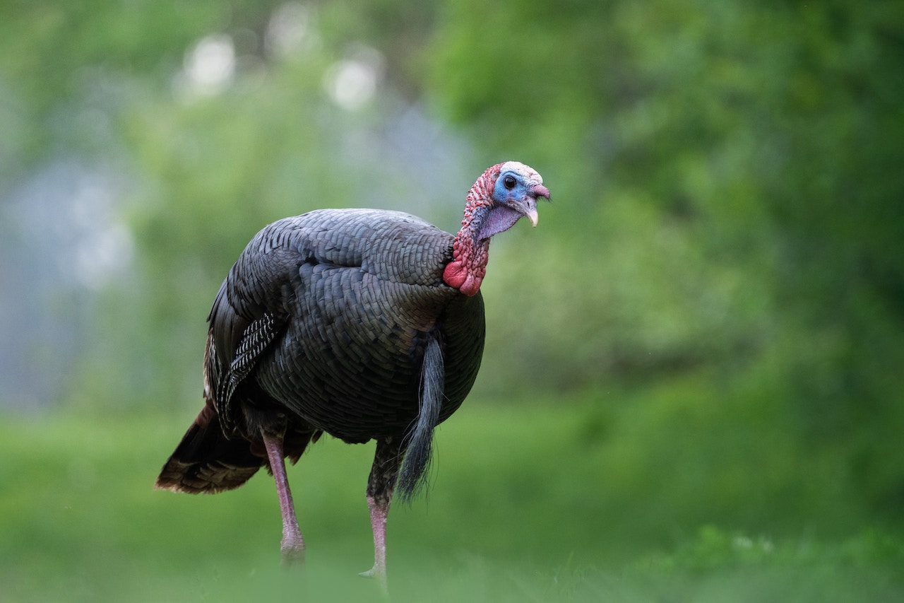 Report Wild Turkey Brood Sightings Online This Summer The Rochester Post