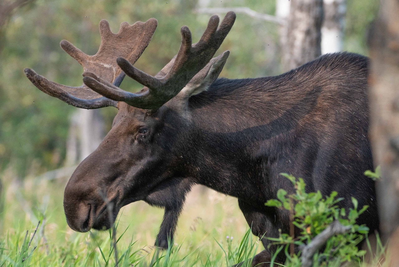 NH Moose Hunt Lottery Winners to Be Announced on Friday, June 16 The