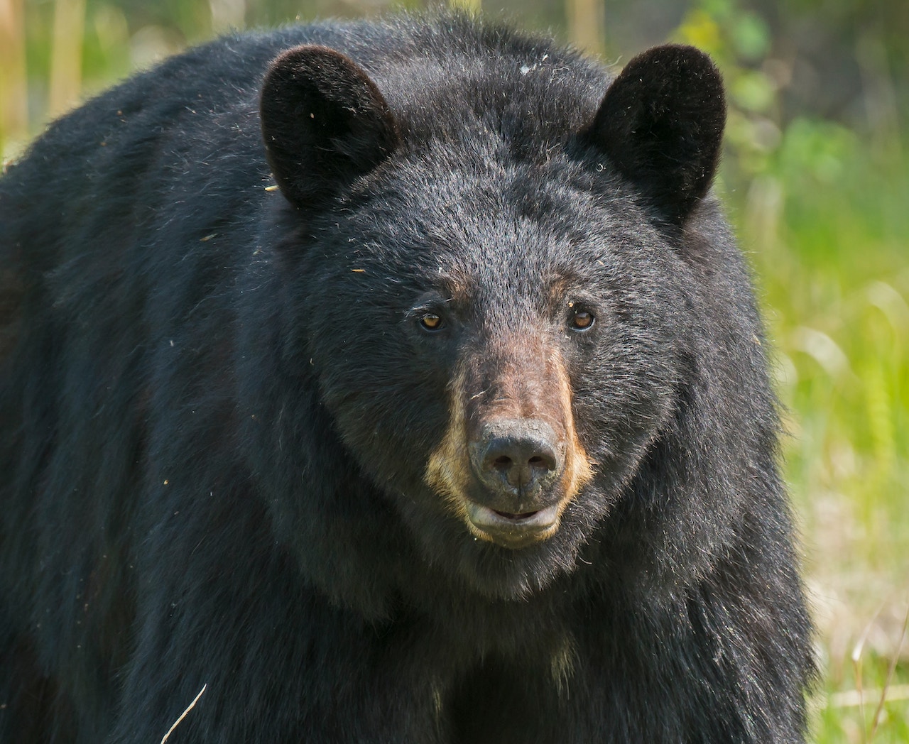 Bear Season Opens September 1 with Easier Hunter Reporting The