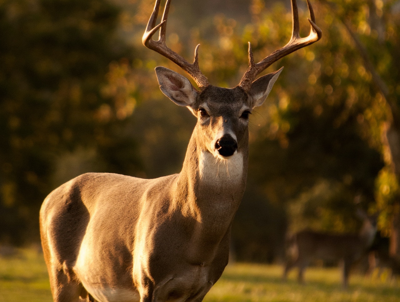 New Harvest Registration Options for Fall Deer Hunting Season in New Hampshire The Rochester Post