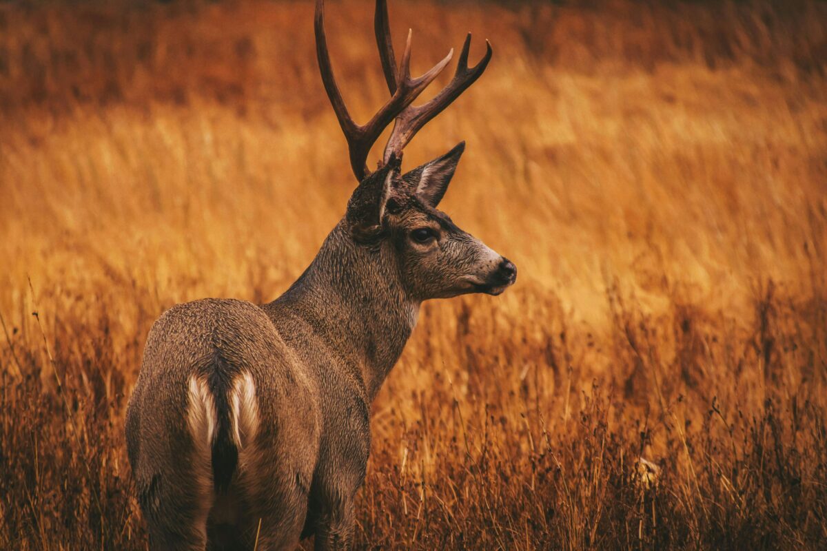 NH Fish and Game Archery Deer Season opens 9/15 The Rochester Post