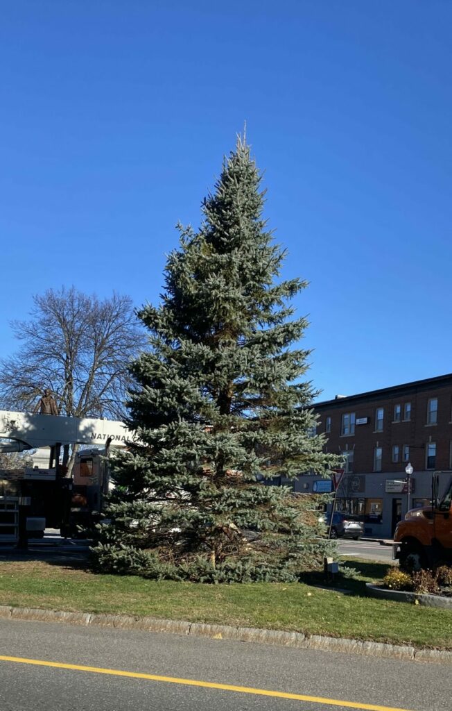 Williams-Torr Family Donates 2024 Christmas Tree for Downtown Rochester ...