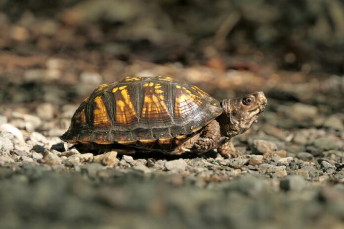 turtle