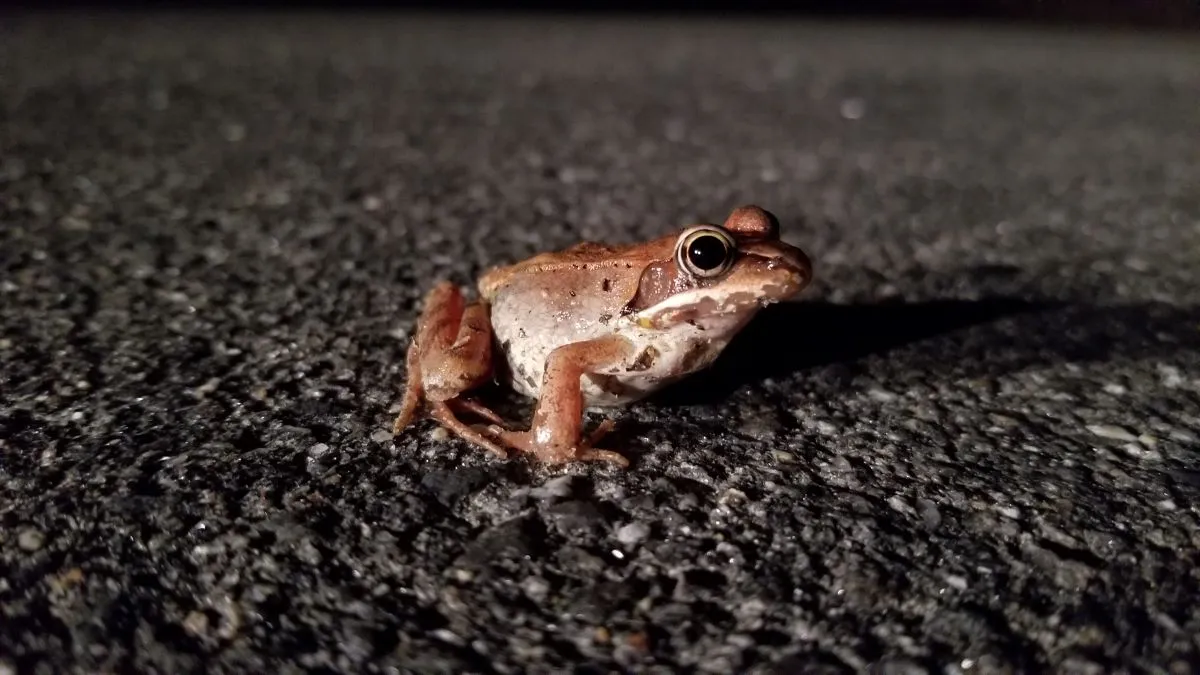 frog crossing