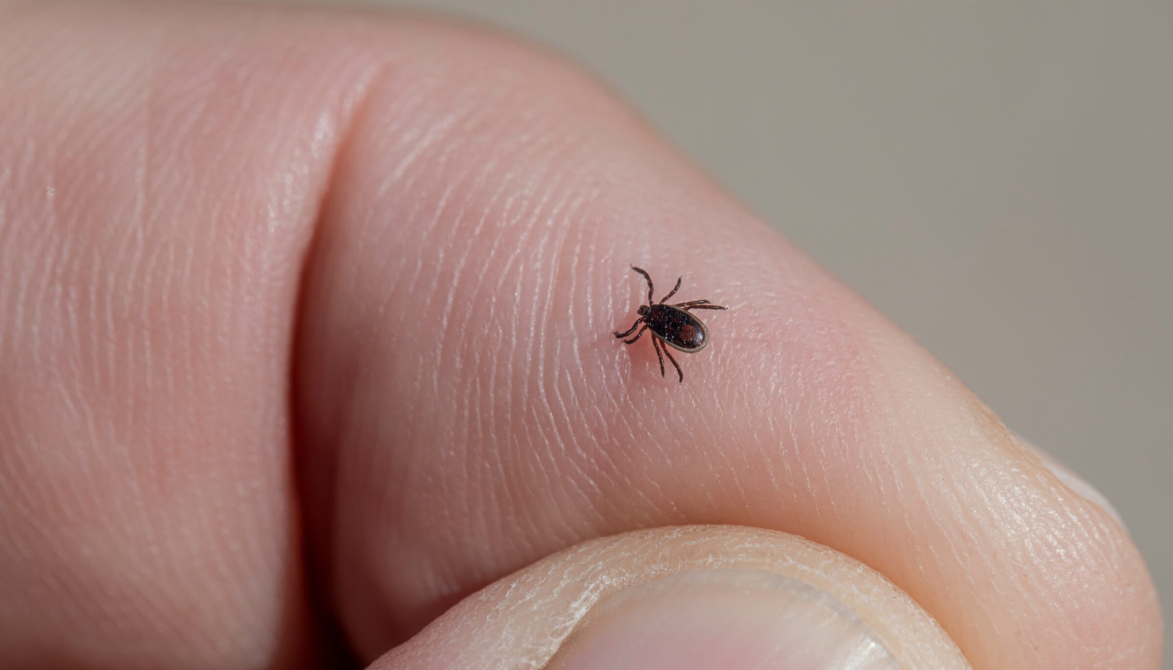 tick
