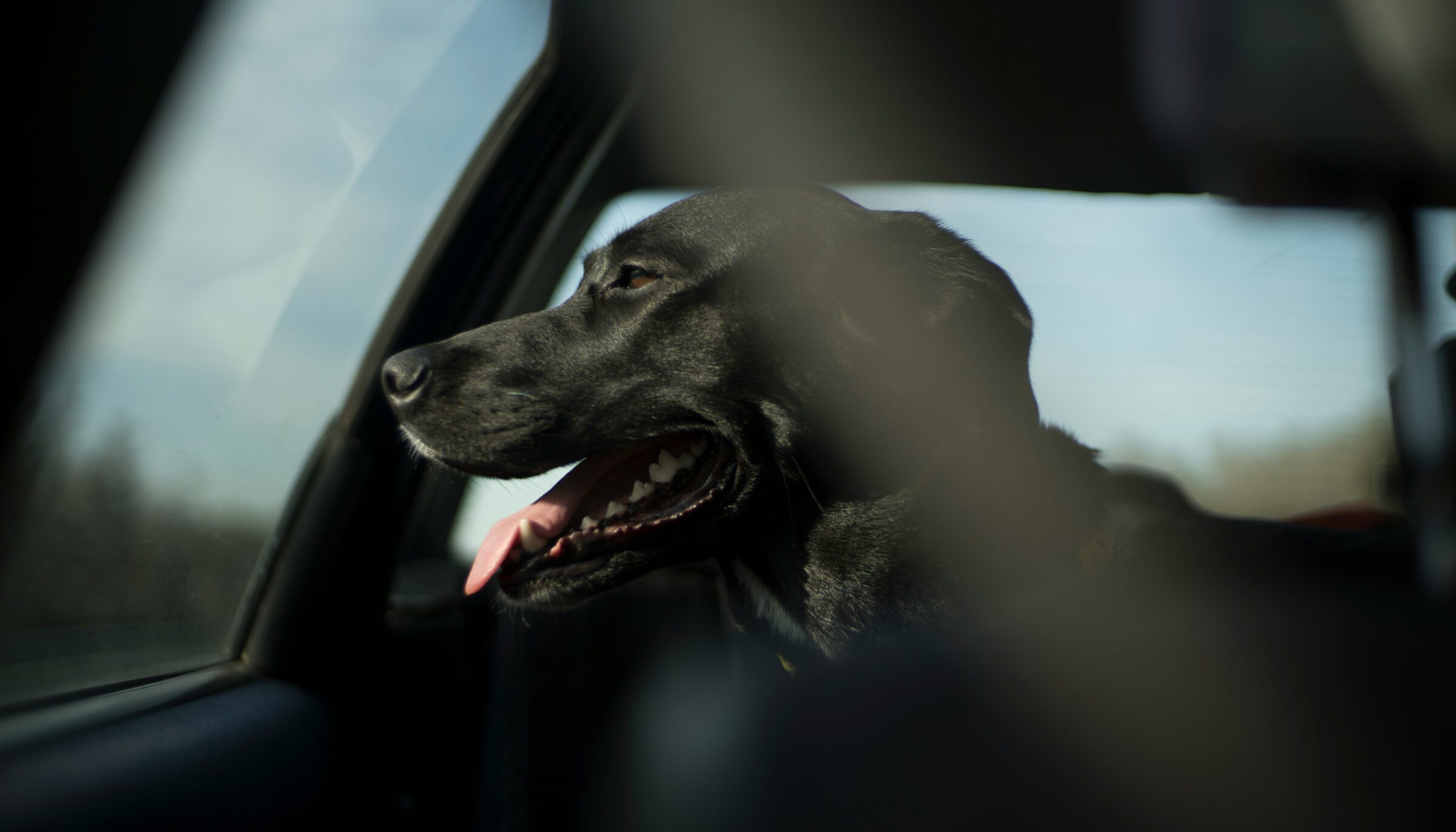 dog in car