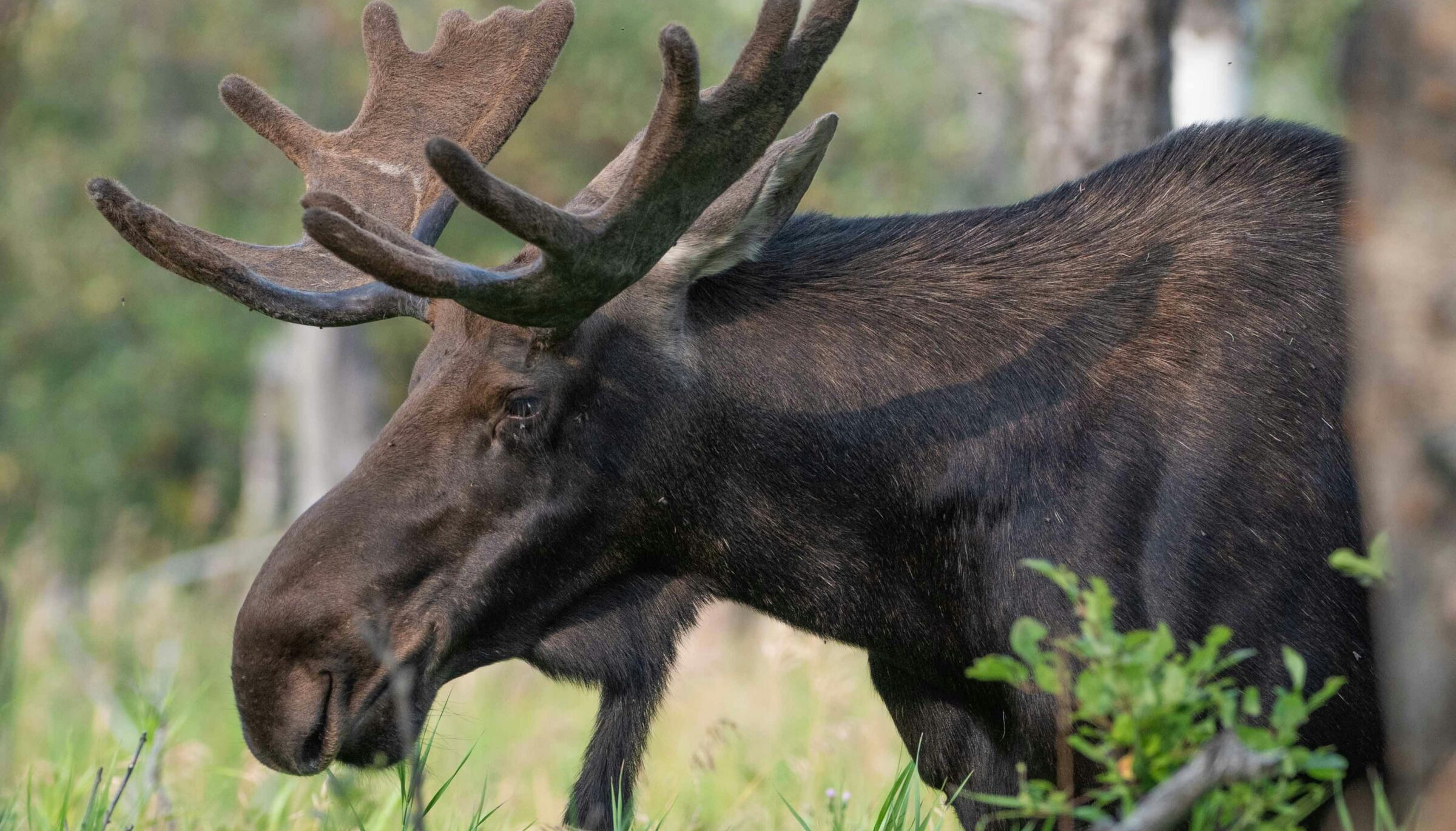 moose