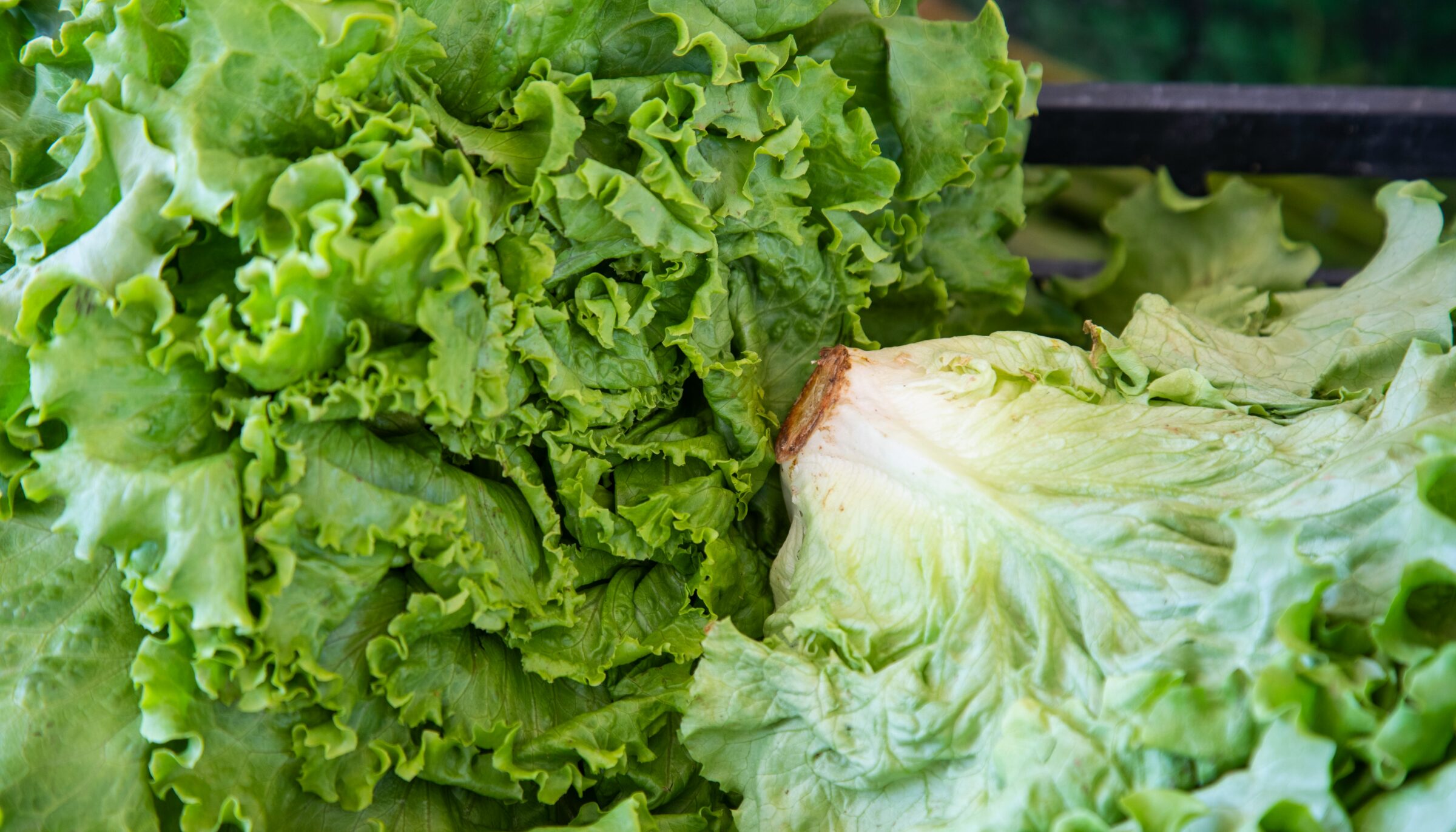 lettuce
