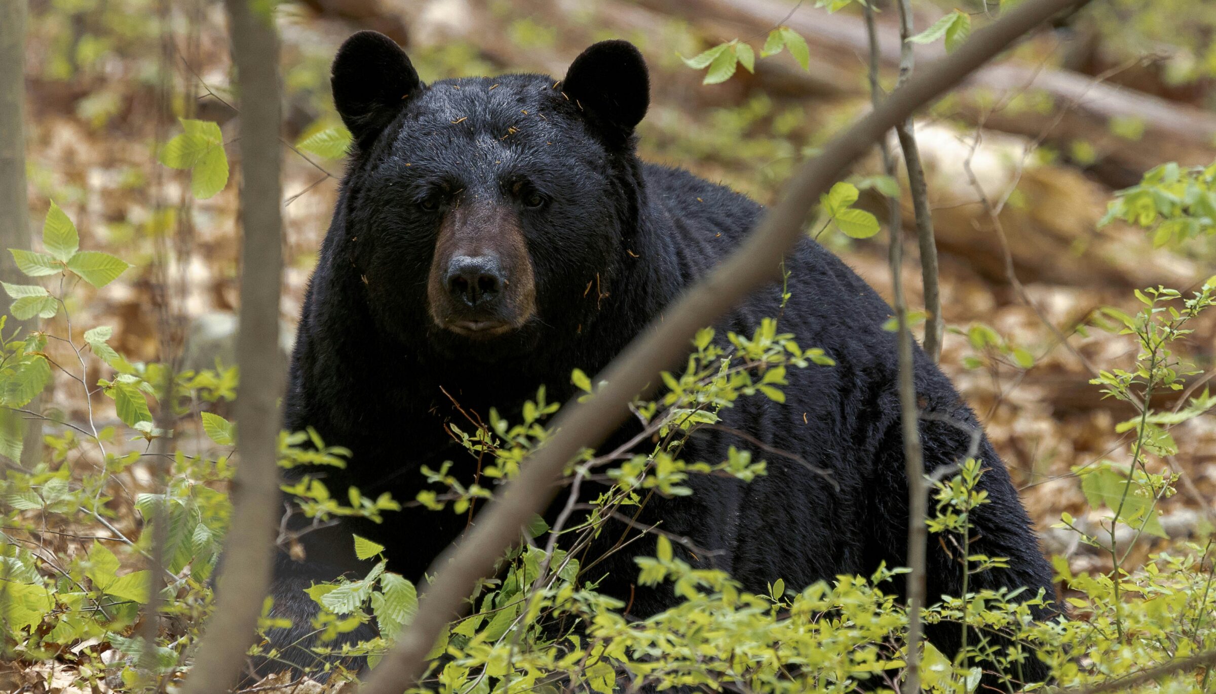 bear